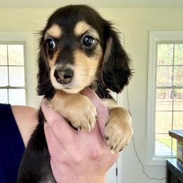 Caraway - Black and cream female Dachshund puppy in Benson, North Carolina from Queen of Weens Mini Dachshunds
