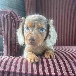 Buttercup - Chocolate and tan female Dachshund puppy in Arthur, Illinois from Chupp’s Puppies