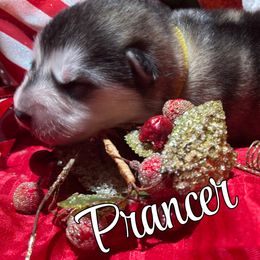 Prancer - Gray and white female Alaskan Malamute puppy in Giddings, Texas from Strong Water Malamutes