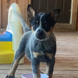 Liberty - Blue female Australian Cattle Dog puppy in Devalls Bluff, Arkansas from Coolhand's Australian Cattle Dogs