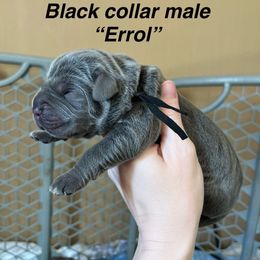 Errol - Gray male Cane Corso puppy in Altoona, Alabama from Snead’s Cane Corso Kennel