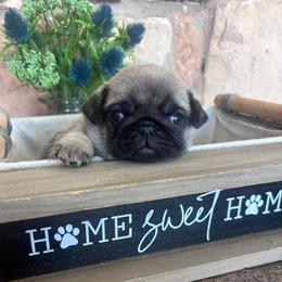 Pink collar - Fawn female Pug puppy in Tucson, Arizona from Furever Friends