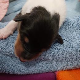 Tri Boy 6 - Black white and tan male Collie puppy in Nunn, Colorado from Kingsgift Collies