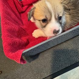 Girl 1 - female Pembroke Welsh Corgi puppy in Xenia, Ohio from Dosado Corgis