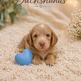 Finn - Cream male Dachshund puppy in Statesville, North Carolina from Lakeside Dachshunds