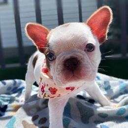 Boston Terriers from Baxters Boston Terrier of Louisiana