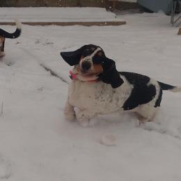 Basset Hound Puppies from Honey Moon Hounds