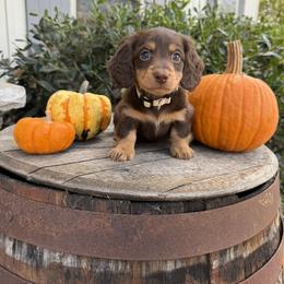 Dachshund Puppies from Thomas Homestead and Rabbitry