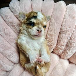 Monkey - Merle male Chihuahua puppy in Burleson, Texas from Luxe Paradise House of Chi