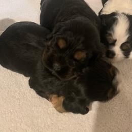 Boy 2 - Black white and tan male Cocker Spaniel puppy in Renton, Washington from Cam’s Cockers
