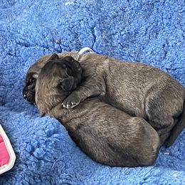 Leonberger Puppies from Sinnsro Leonbergers