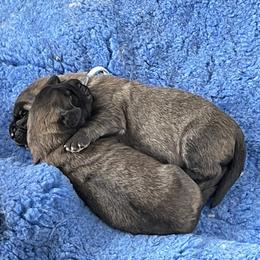 Leonberger Puppies from Sinnsro Leonbergers