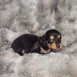 Girl 3 - Chocolate and cream female Dachshund puppy in Rancho Cucamonga, California from Pretty Little Dachshunds