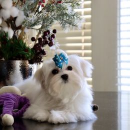 Maltese Puppies from Leona's Maltese