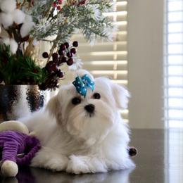Maltese Puppies from Leona's Maltese