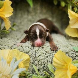 Louie - Red tri male Miniature Australian Shepherd puppy in Sandown, New Hampshire from Ashby Lou Aussies