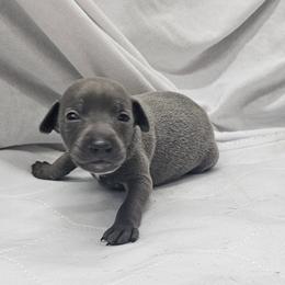 Pax - Blue male Italian Greyhound puppy in Newalla, Oklahoma from Heartland Iggys