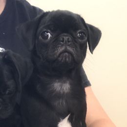 Bingo - Pug