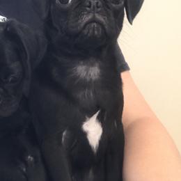 Bingo - Pug