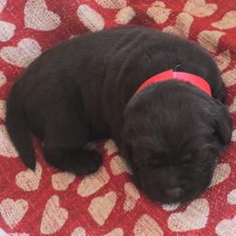 Trouble - Chocolate male Labrador Retriever puppy in Camden, Indiana from Camden's Caring Canines