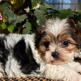 Charlie - Parti male Yorkshire Terrier puppy in Lafayette, Georgia from Berggipfel Yorkies