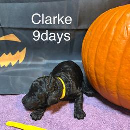 Clarke - Black female Poodle puppy in Grand Rapids, Michigan from Lionkru Lowchen and Standard Poodles