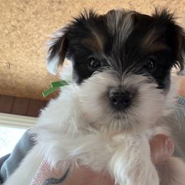 Tank - Parti male Yorkshire Terrier puppy in Summersville, Missouri from Combs’ Yorkies
