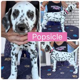 Popsicle - White and black female Dalmatian puppy in Melrose, New Mexico from ECMO Farm Dalmatians & Labrador Retrievers