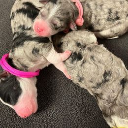 Bernedoodle and Poodle Puppies from Florida Prancy Paws