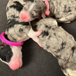 Bernedoodle and Poodle Puppies from Florida Prancy Paws