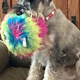 Standard Schnauzers from Kinobi Standard Schnauzers