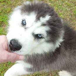 Nefaria - Black and white female Siberian Husky puppy in Savannah, Georgia from Stacy's Siberian Huskies