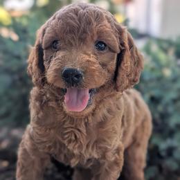 Puppy 1 - Red male Australian Labradoodle puppy in Yamhill, Oregon from FitzGerald Kennels