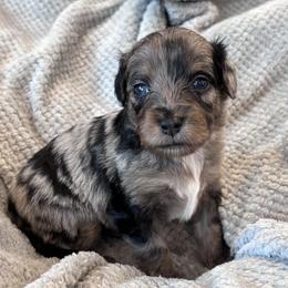 Fruity Pebbles - Blue merle female Aussiedoodle puppy in Michigan from Kingsden Aussies and doodles