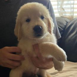 Silver Boy - Light golden male Golden Retriever puppy in Peoria, Arizona from Nordic Woof's Golden Retrievers