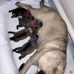 Pug Puppies from Chantilly Lace Pugs