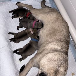 Pug Puppies from Chantilly Lace Pugs