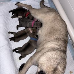 Pug Puppies from Chantilly Lace Pugs