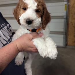 Dewy - Parti male Goldendoodle puppy in Sioux Falls, South Dakota from Dolly's Doodles