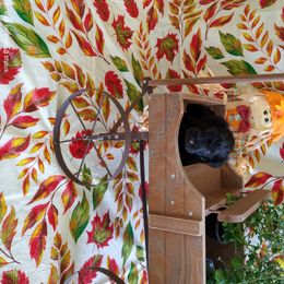 Miniature Schnauzer Puppies from Camp Creek Schnauzers