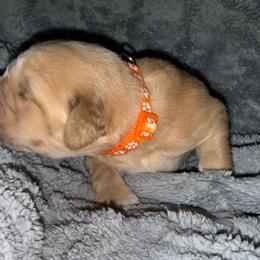 Orange Boy - Golden male Golden Retriever puppy in Rockwell, North Carolina from KnL Golden Acres