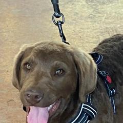 Chesapeake Bay Retriever Puppies from Yellow Town Chesapeake’s