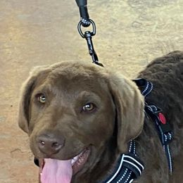 Chesapeake Bay Retriever Puppies from Yellow Town Chesapeake’s