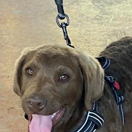 Chesapeake Bay Retriever Puppies from Yellow Town Chesapeake’s