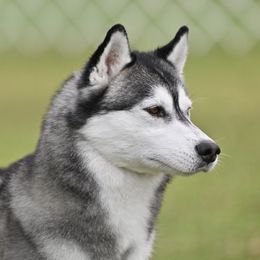 Scandal - Siberian Husky