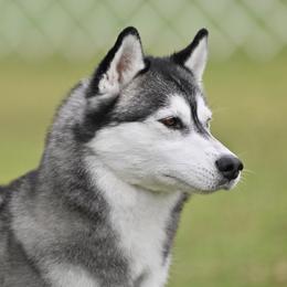 Scandal - Siberian Husky