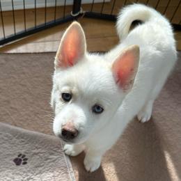 Black Collar - White male Pomsky puppy in Exeter, Rhode Island from Ocean State Pomskies