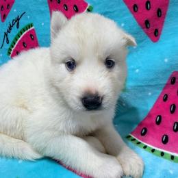 AKC Brittany - White female Siberian Husky puppy in Centreville, Maryland from Huskies By the Bay