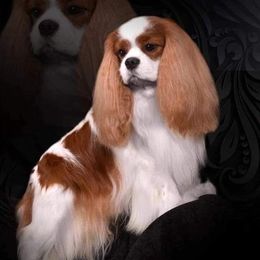Baffi - Cavalier King Charles Spaniel