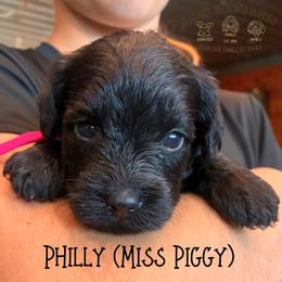 Philly (Miss Piggy) - Black and tan female Schnoodle puppy in Sedalia, Missouri from Farmer Brown's Puppies